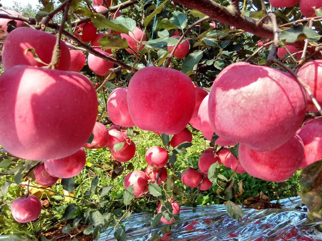 果樹(shù)葉面肥,葉面肥,拉姆拉,翠姆