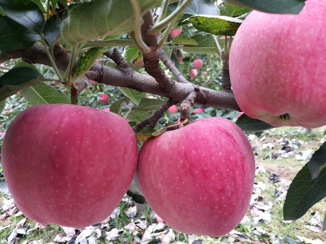 果樹(shù)葉面肥,葉面肥,拉姆拉,翠姆