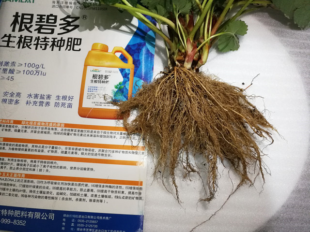 生根劑,拉姆拉,翠姆,根碧多 生根劑,拉姆拉,翠姆,根碧多