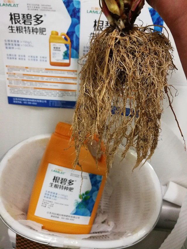 生根劑,拉姆拉,翠姆,根碧多 生根劑,拉姆拉,翠姆,根碧多