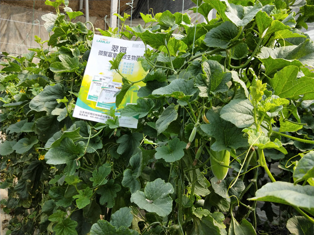 微生物菌肥,拉姆拉翠姆  微生物菌肥,拉姆拉翠姆