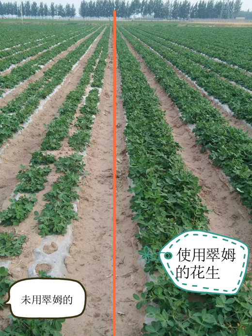 特種肥料,拉姆拉,翠姆,葉面肥,水溶肥 特種肥料,拉姆拉,翠姆,葉面肥,水溶肥