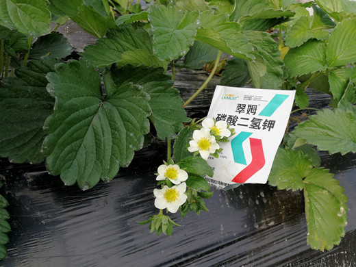 沖施肥,水溶肥,拉姆拉,磷酸二氫鉀,肥料 沖施肥,水溶肥,拉姆拉,磷酸二氫鉀,肥料