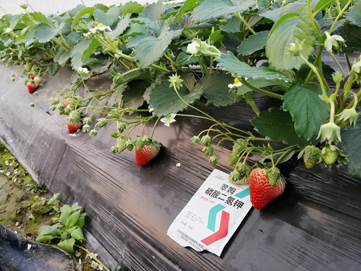 沖施肥,水溶肥,拉姆拉,磷酸二氫鉀,肥料 沖施肥,水溶肥,拉姆拉,磷酸二氫鉀,肥料