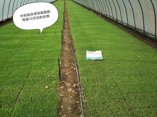 水稻葉面肥,葉面肥,拉姆拉,菌肥 水稻葉面肥,葉面肥,拉姆拉,菌肥