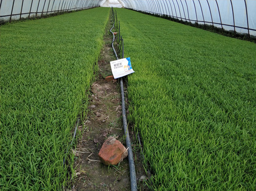 水稻葉面肥,葉面肥,拉姆拉,菌肥 水稻葉面肥,葉面肥,拉姆拉,菌肥