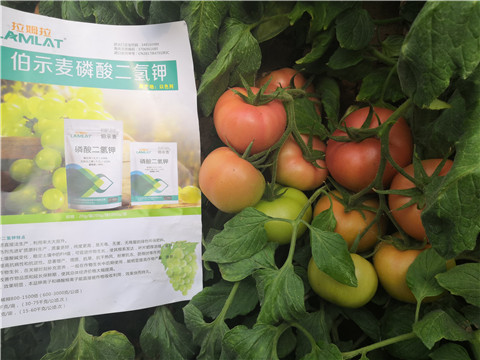 葉面肥，磷酸二氫鉀，鈣肥