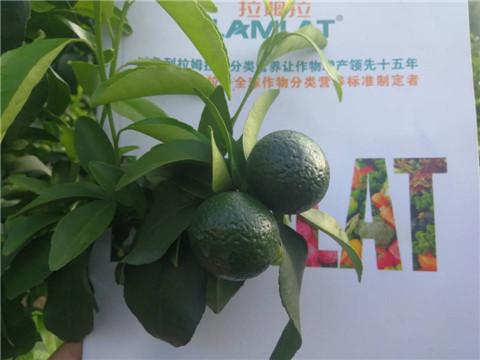 菌劑，水溶肥，