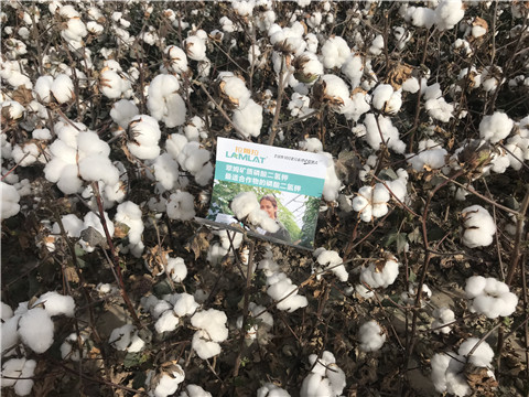 水溶肥，根碧多，生物菌劑