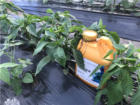 生根劑，根碧多