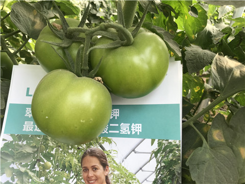 沖施肥，鈣肥