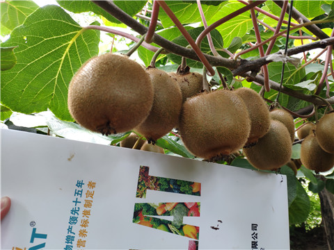 磷酸二氫鉀，葉面肥