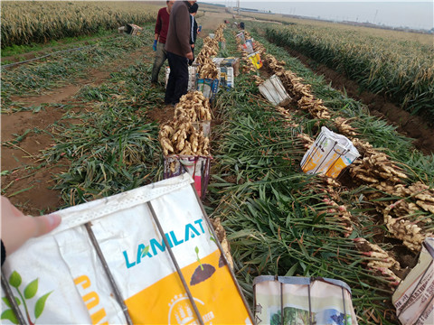 水溶肥，拉姆拉，翠姆