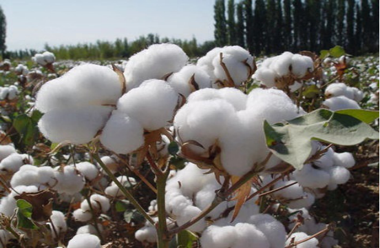 棉花,滴灌肥,拉姆拉,翠姆 棉花,滴灌肥,拉姆拉,翠姆