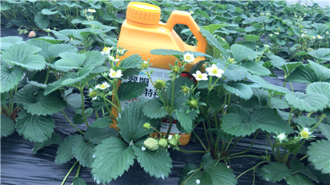 水溶肥，翠姆