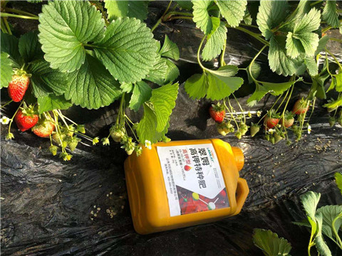 水溶肥，拉姆拉