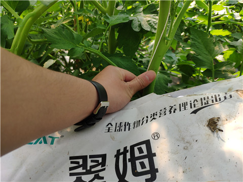 菌劑，拉姆拉