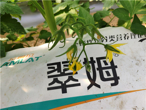 菌劑，拉姆拉