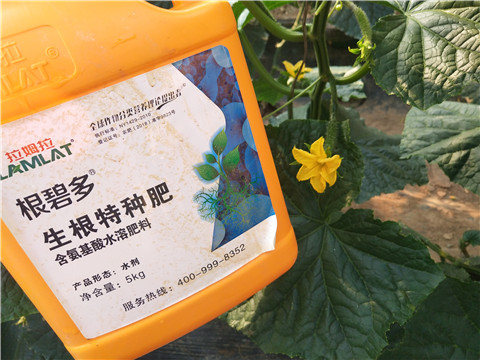 拉姆拉，根碧多，微生物菌劑