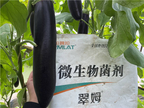 微生物菌劑，拉姆拉