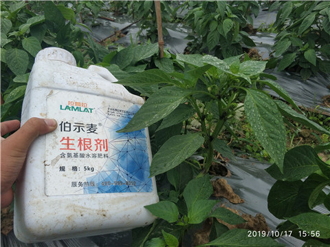 生根劑，伯示麥