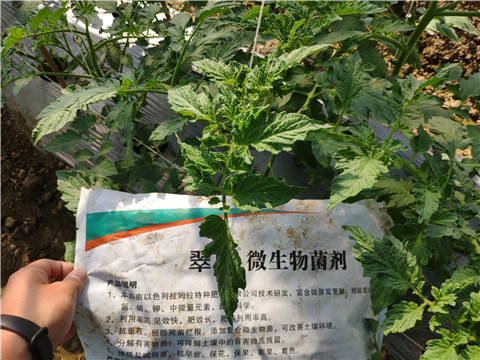 微生物菌劑 ，拉姆拉翠姆