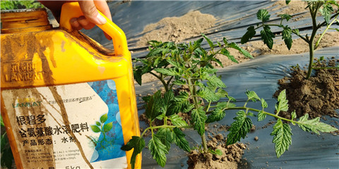 生根劑，拉姆拉