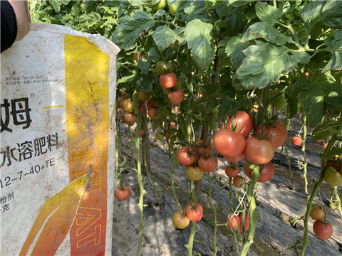 菌劑，水溶肥