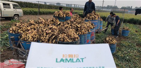 微生物菌劑，拉姆拉