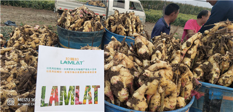 微生物菌劑，拉姆拉