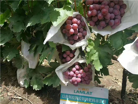 葉面肥，微生物菌劑