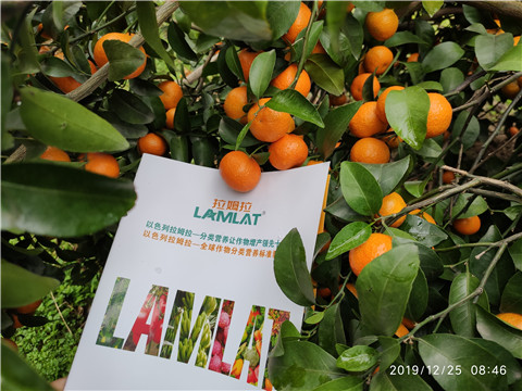 水溶肥，葉面肥