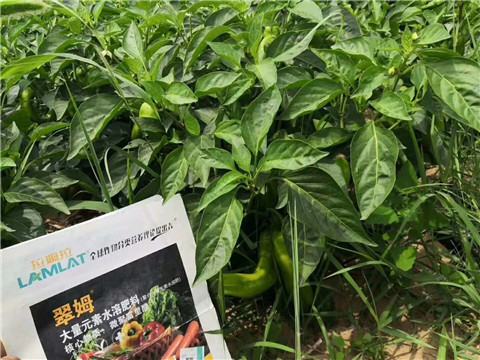 根碧多，拉姆拉