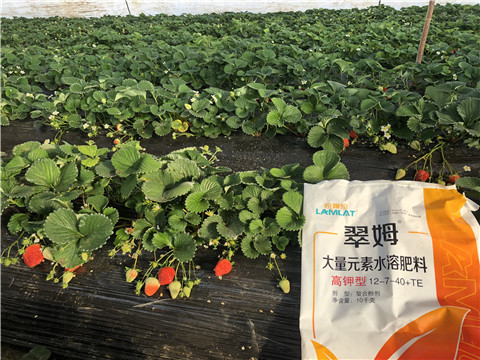 水溶肥，葉面肥，根碧多