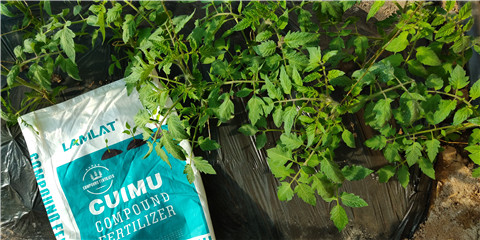 磷酸二氫鉀，鈣肥，水溶肥