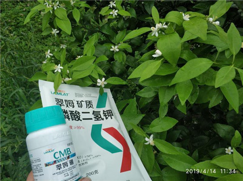 水溶肥，根碧多