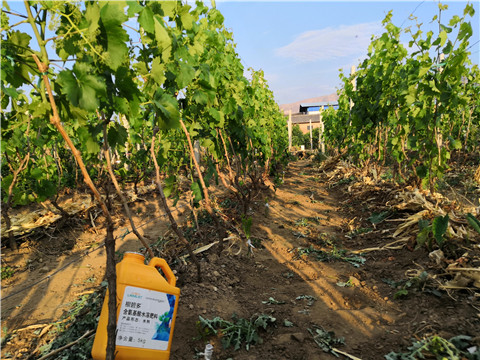 生根劑，微生物菌劑