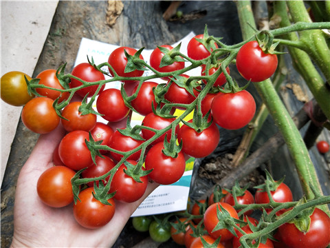 磷酸二氫鉀，鈣肥，根碧多