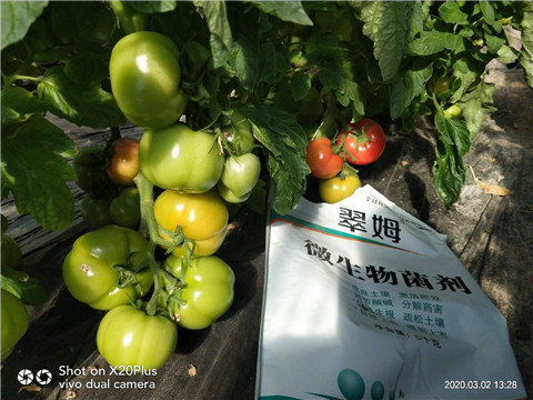 微生物菌劑，根碧多，磷酸二氫鉀