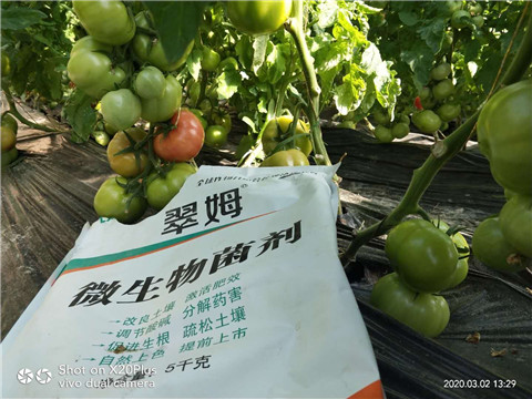 微生物菌劑，根碧多，磷酸二氫鉀