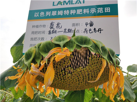 微生物菌劑，根碧多