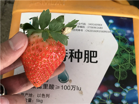 沖施肥，磷酸二氫鉀