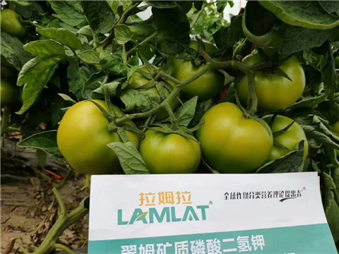 磷酸二氫鉀，鈣肥，水溶肥