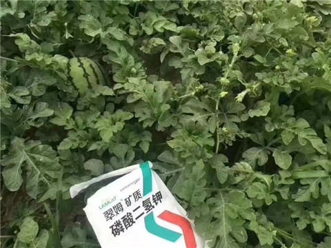 磷酸二氫鉀，硼肥，沖施肥