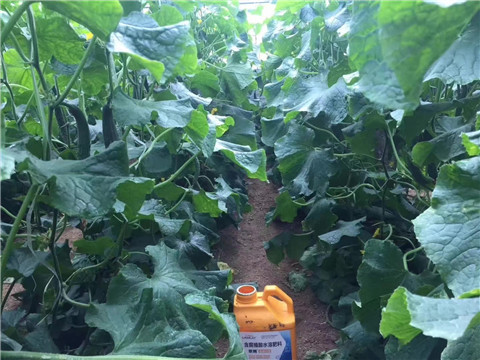 水溶肥，翠姆