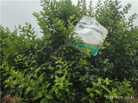 微生物菌劑，拉姆拉