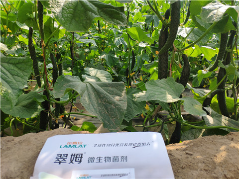 微生物菌劑，根碧多，水溶肥