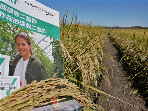 葉面肥，磷酸二氫鉀，安碧解