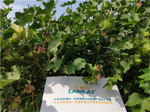 魚(yú)蛋白水溶肥，拉姆拉，翠姆