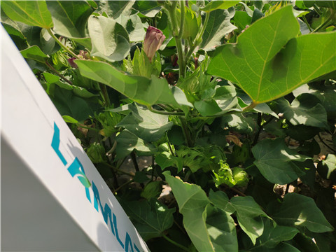 魚(yú)蛋白水溶肥，拉姆拉，翠姆